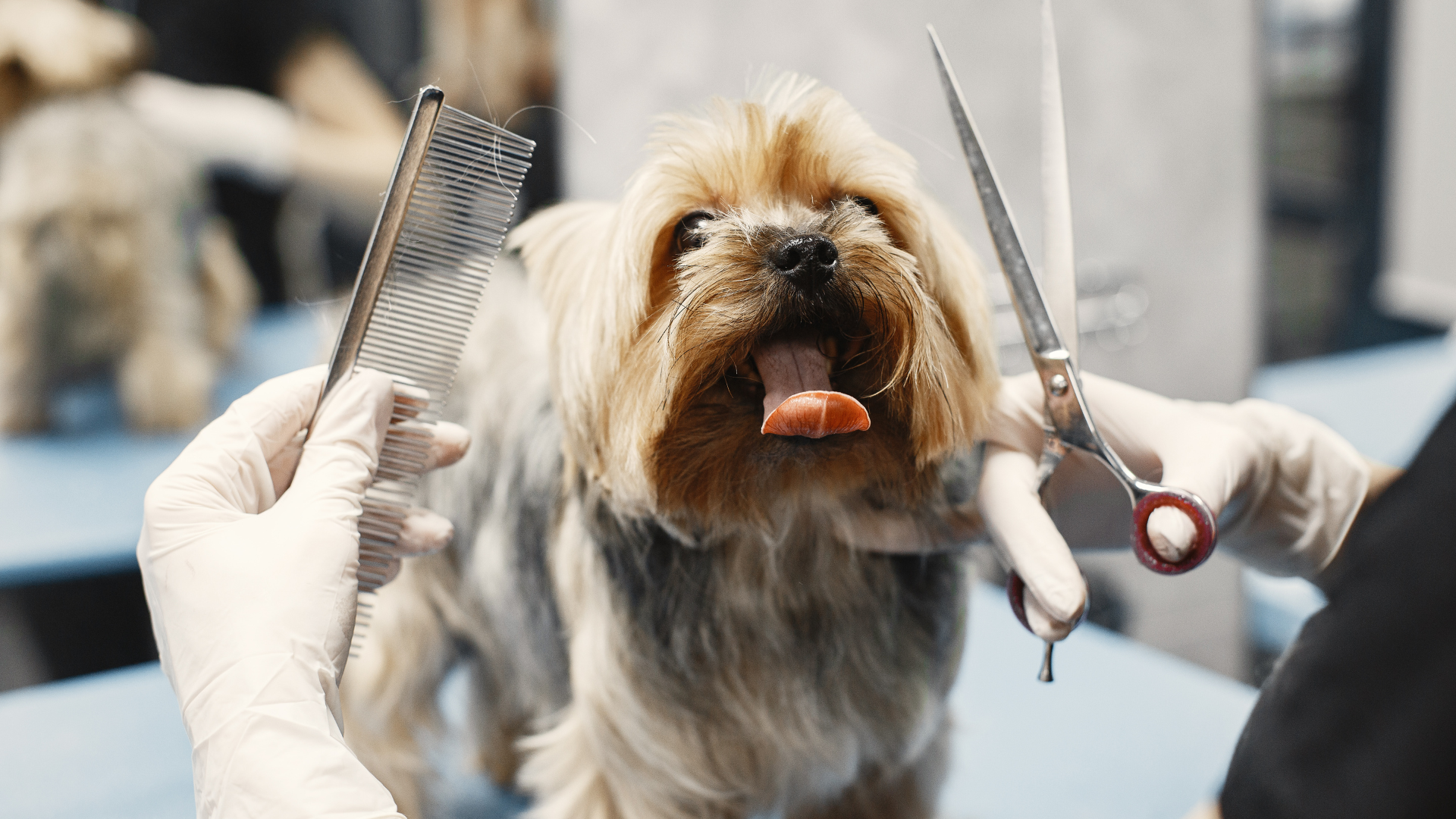 Peluquería canina en Málaga